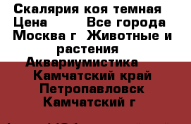 Скалярия коя темная › Цена ­ 50 - Все города, Москва г. Животные и растения » Аквариумистика   . Камчатский край,Петропавловск-Камчатский г.